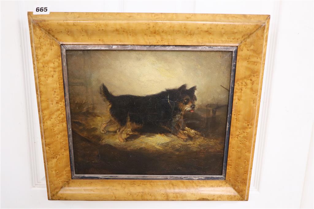 Circle of George Armfield, oil on canvas, Terrier in a stable, 28 x 33cm